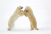 BEA 06 NE0071 01
Two Polar Bears Play Fighting On Snow Canada