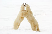 BEA 06 NE0072 01
Two Polar Bears Play Fighting On Snow Canada