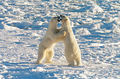 BEA 06 NE0073 01
Two Polar Bears Play Fighting On Snow Canada
