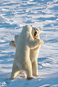 BEA 06 NE0074 01
Two Polar Bears Play Fighting On Snow Canada