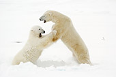 BEA 06 NE0075 01
Two Polar Bears Play Fighting On Snow Canada