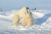 BEA 06 NE0076 01
Two Polar Bears Play Fighting On Snow Canada