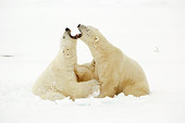 BEA 06 NE0077 01
Two Polar Bears Play Fighting On Snow Canada