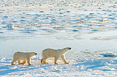 BEA 06 NE0078 01
Polar Bear Mother And Cub Walking On Snow And Ice Hudson Bay Canada