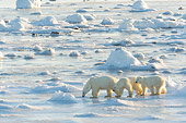 BEA 06 NE0080 01
Polar Bear Mother And Two Cubs Walking On Snow And Ice Hudson Bay Canada