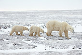 BEA 06 NE0081 01
Polar Bear Mother And Two Cubs Walking On Snowy Tundra Canada