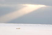 BEA 06 NE0084 01
Polar Bear Mother And Two Cubs Walking On Snowy Tundra In Distance Under Shaft Of Light Canada