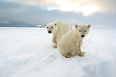 BEA 06 NE0094 01
Polar Bear Mother And Cub Walking And Sitting On Snow Canada