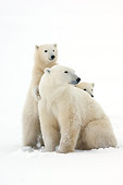 BEA 06 NE0098 01
Polar Bear Mother And Two Cubs Sitting On Snow Canada