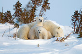 BEA 06 NE0104 01
Polar Bear Mother And Two Cubs Laying And Sitting On Snow By Trees Canada