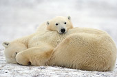 BEA 06 NE0109 01
Polar Bear Mother And Cub Resting On Snow Canada