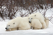 BEA 06 NE0110 01
Polar Bear Mother And Cub Resting On Snow By Shrubs Canada