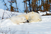 BEA 06 NE0111 01
Polar Bear Mother And Cub Resting On Snow By Trees, Cub Kissing Mother Canada