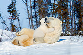 BEA 06 NE0112 01
Polar Bear Mother And Cub Resting On Snow By Trees Hugging Canada