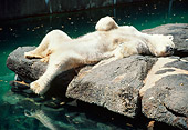BEA 06 RC0001 01
Polar Bear Laying On Back On Rock Sunning Self By Water