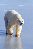 BEA 06 RF0065 01
Polar Bear Walking On Ice