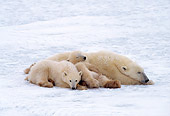 BEA 06 RF0066 01
Polar Bear Mother Sleeping On Snow With Two Cubs