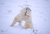 BEA 06 RF0068 01
Two Polar Bears Play Fighting On Snow
