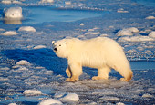BEA 06 RW0005 01
Polar Bear Walking On Ice Canada