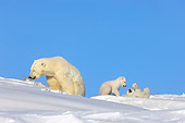 BEA 06 SK0001 01
Polar Bear Mother With Two Cubs Playing By Den Arctic National Wildlife Refuge Alaska