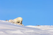 BEA 06 SK0002 01
Polar Bear Mother Playing With Two Cubs By Den Arctic National Wildlife Refuge Alaska