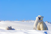 BEA 06 SK0003 01
Polar Bear Mother Playing With Two Cubs By Den Arctic National Wildlife Refuge Alaska