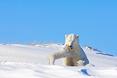 BEA 06 SK0004 01
Polar Bear Mother Playing With Two Cubs By Den Arctic National Wildlife Refuge Alaska