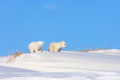 BEA 06 SK0005 01
Two Polar Bear Cubs Exploring By Den Arctic National Wildlife Refuge Alaska