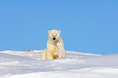 BEA 06 SK0008 01
Polar Bear Cub Emerging From Den With Mother Arctic National Wildlife Refuge Alaska