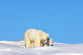 BEA 06 SK0009 01
Polar Bear Mother Grooming Two Cubs By Den Arctic National Wildlife Refuge Alaska