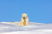 BEA 06 SK0010 01
Polar Bear Cub Emerging From Den With Mother Arctic National Wildlife Refuge Alaska