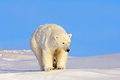 BEA 06 SK0011 01
Polar Bear Mother Standing With Cub Arctic National Wildlife Refuge Alaska