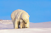 BEA 06 SK0012 01
Polar Bear Mother Standing With Cub Arctic National Wildlife Refuge Alaska