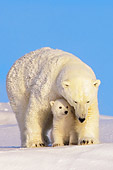 BEA 06 SK0013 01
Polar Bear Mother Standing With Cub Arctic National Wildlife Refuge Alaska