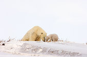 BEA 06 SK0015 01
Polar Bear Mother Playing With Cub By Den Arctic National Wildlife Refuge Alaska