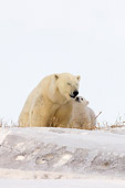 BEA 06 SK0016 01
Polar Bear Mother Playing With Cub By Den Arctic National Wildlife Refuge Alaska