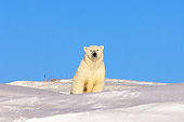 BEA 06 SK0021 01
Polar Bear Mother Sitting By Den In Snow Bank Arctic National Wildlife Refuge Alaska