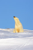 BEA 06 SK0022 01
Polar Bear Mother Sitting By Den In Snow Bank Arctic National Wildlife Refuge Alaska
