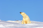 BEA 06 SK0023 01
Polar Bear Mother Sitting By Den In Snow Bank Arctic National Wildlife Refuge Alaska