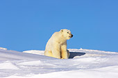 BEA 06 SK0024 01
Polar Bear Mother Sitting By Den In Snow Bank Arctic National Wildlife Refuge Alaska