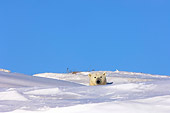 BEA 06 SK0026 01
Polar Bear Mother Peeking Out Of Den Arctic National Wildlife Refuge Alaska