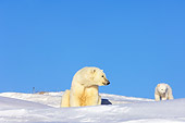 BEA 06 SK0027 01
Polar Bear Cub Exploring By Den With Mother Arctic National Wildlife Refuge Alaska
