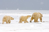 BEA 06 SK0030 01
Polar Bear Mother With Two Cubs Hunting For Food Arctic National Wildlife Refuge Alaska