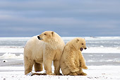 BEA 06 SK0032 01
Polar Bear Mother Standing By Cub Arctic National Wildlife Refuge Alaska
