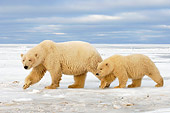BEA 06 SK0035 01
Polar Bear Cub Following Mother Arctic National Wildlife Refuge Alaska