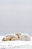 BEA 06 SK0040 01
Polar Bear Mother And Cub Huddling Arctic National Wildlife Refuge Alaska
