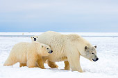 BEA 06 SK0041 01
Two Polar Bear Cubs Following Mother On Pack Ice Arctic National Wildlife Refuge Alaska