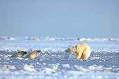 BEA 06 SK0042 01
Polar Bear Mother And Two Cubs Swimming In Hole In Pack Ice Arctic National Wildlife Refuge Alaska