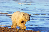 BEA 06 SK0045 01
Polar Bear Cub Walking Along Beach After A Swim Arctic National Wildlife Refuge Alaska