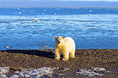BEA 06 SK0047 01
Polar Bear Cub Standing On Beach Arctic National Wildlife Refuge Alaska